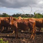 Yucatán logra 90% de recuperación por gusano barrenador y sin sacrificio animal
