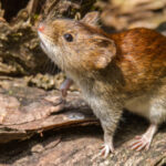 La OMS declara concluido el brote de hantavirus ligado al crucero MV Hondius