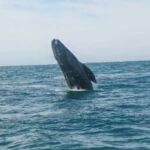 “Las ballenas también tienen derechos”: la batalla legal para protegerlas en el Golfo de California