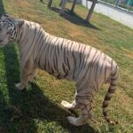 Aseguran 135 animales exóticos y 68 mil litros de diésel
